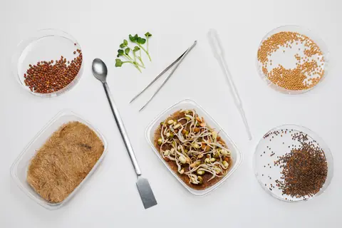 Лаборатория микрозелени