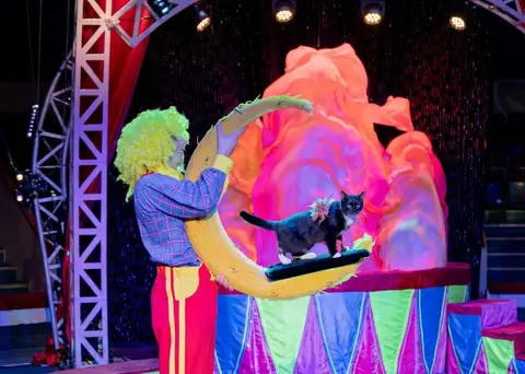 Театр кошек Куклачёва. Приключения котов-чемпионов